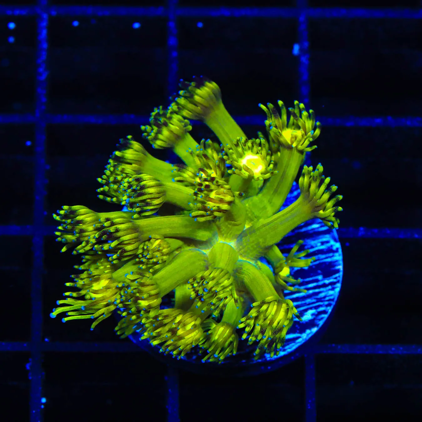 Grand Master Goniopora Coral