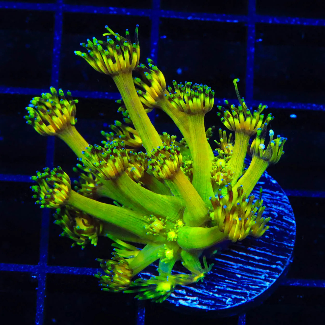 Grand Master Goniopora Coral