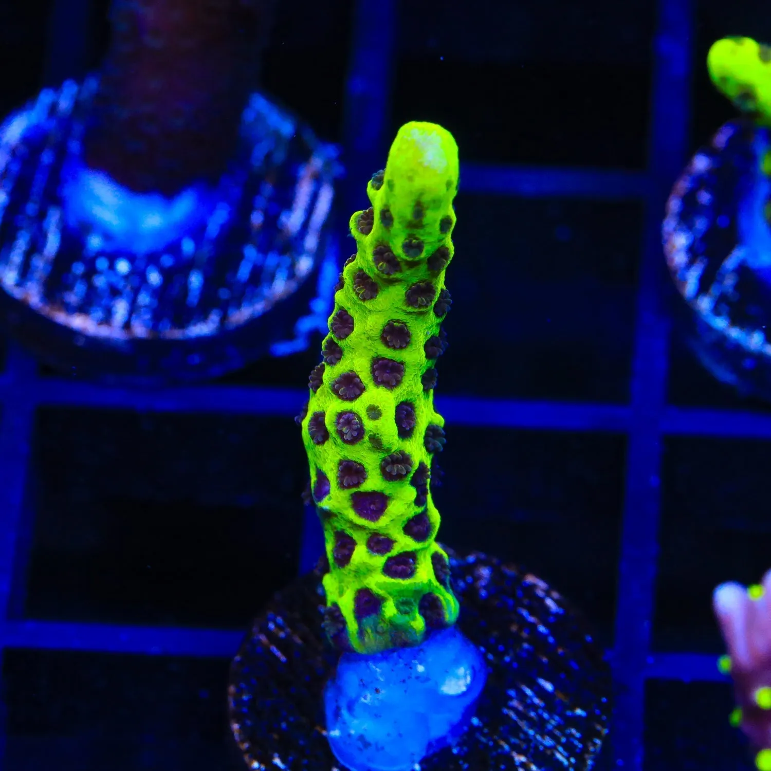 WWC Slimeball Spongodes Montipora Coral